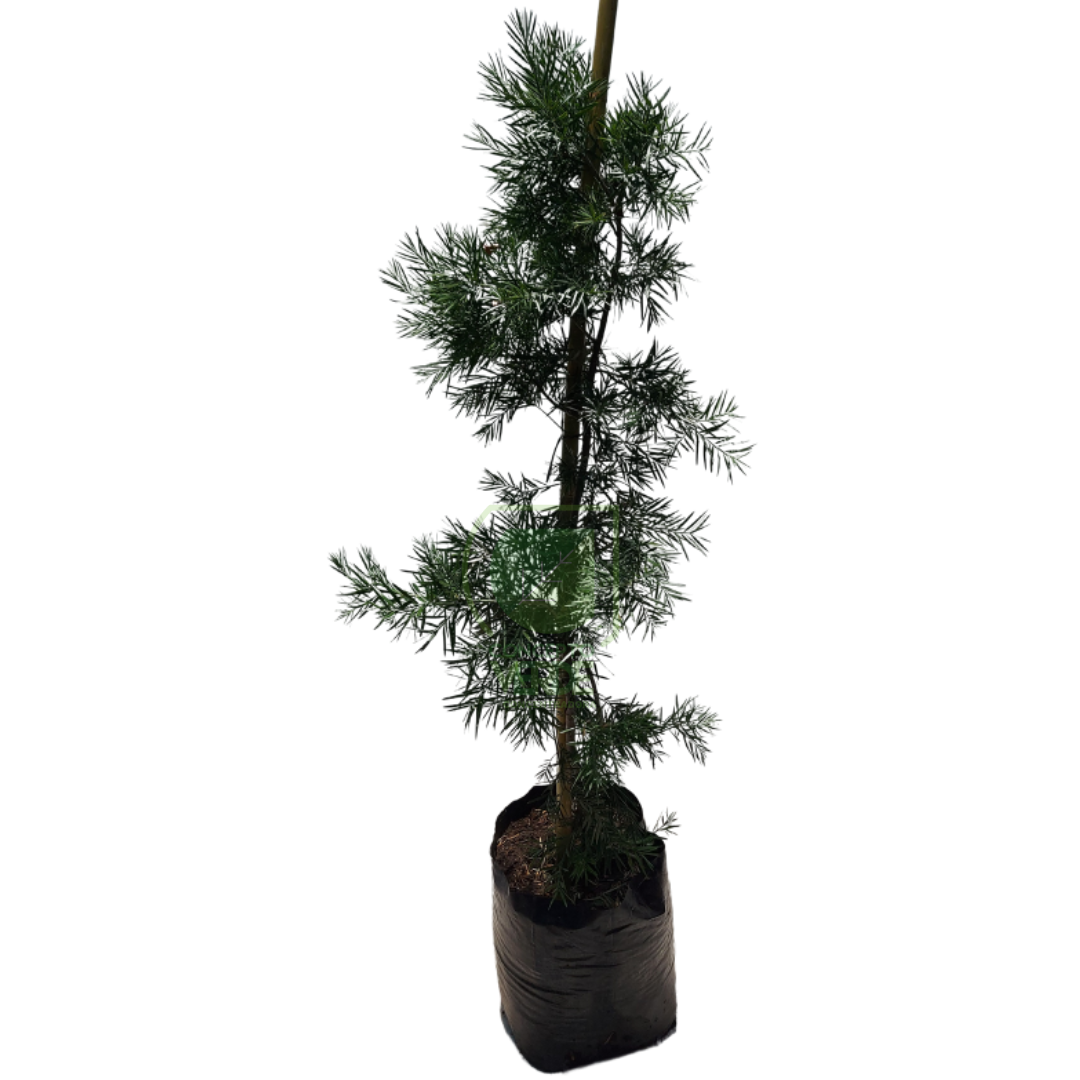 Podocarpus 1.6m