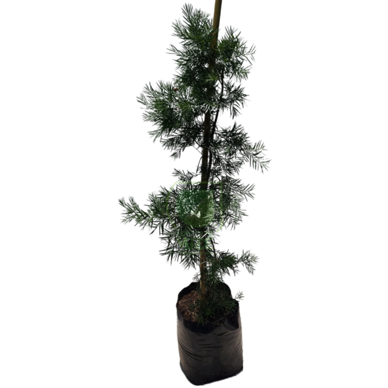 Podocarpus 1.6m