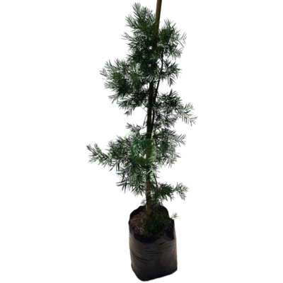 Podocarpus 1.6m