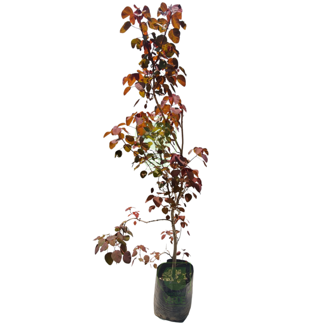 Sangre Libanesa 1.8m
