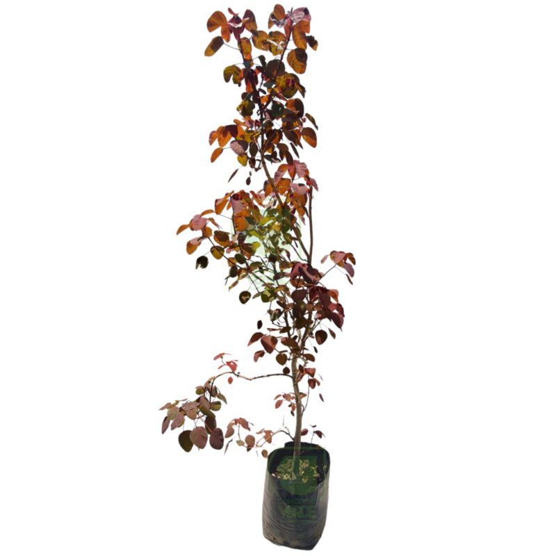 Sangre Libanesa 1.8m