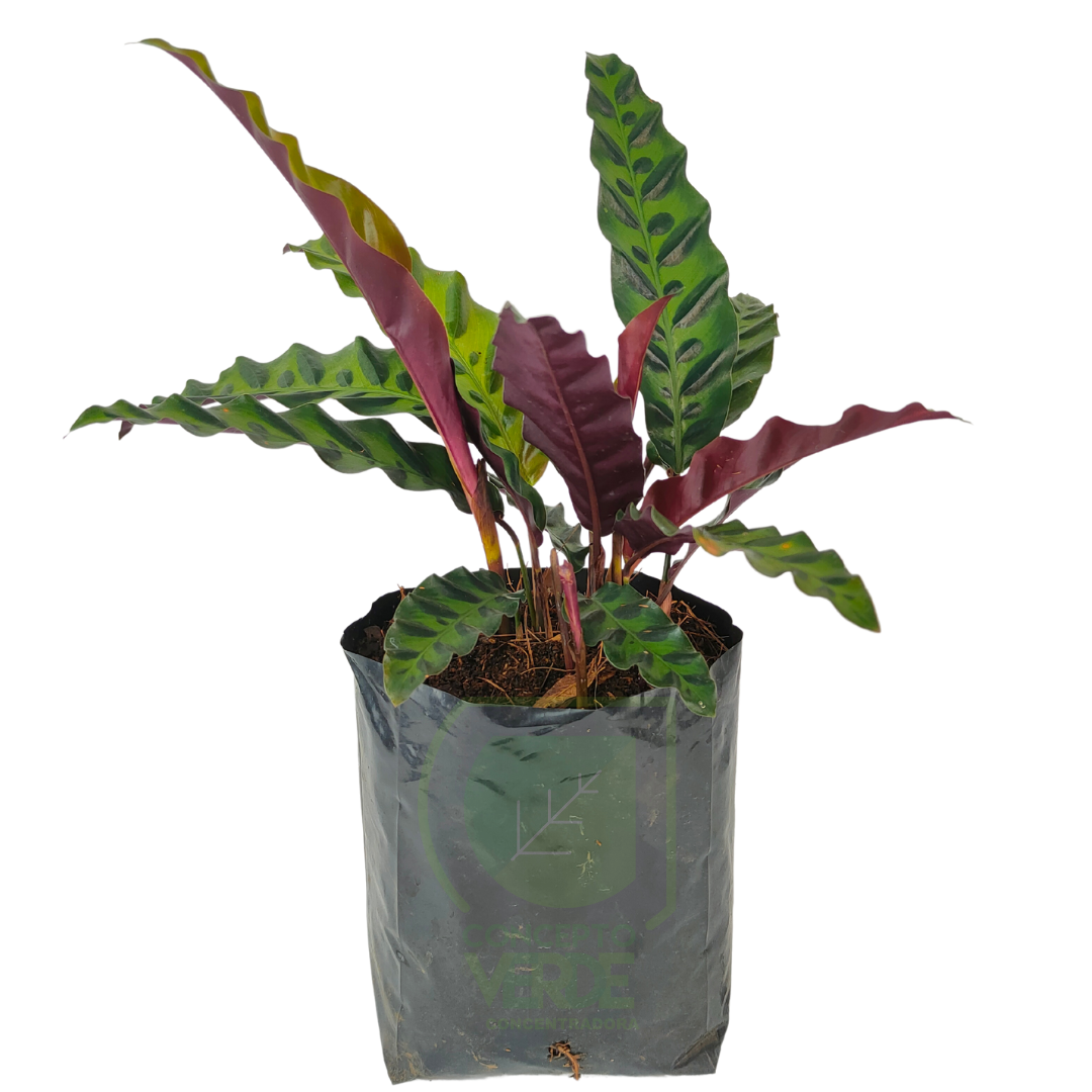 Calathea Pluma De Indio