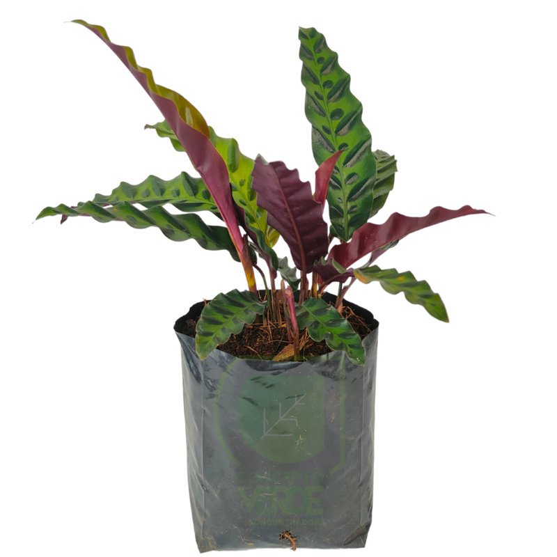 Calathea Pluma De Indio