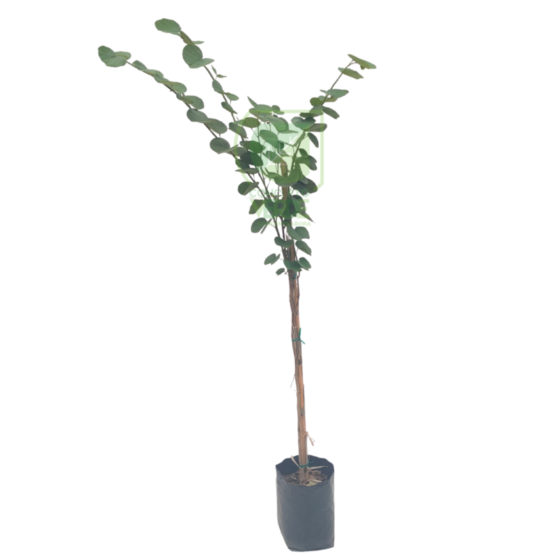 Árbol de Orquídea, Pata de Vaca #1