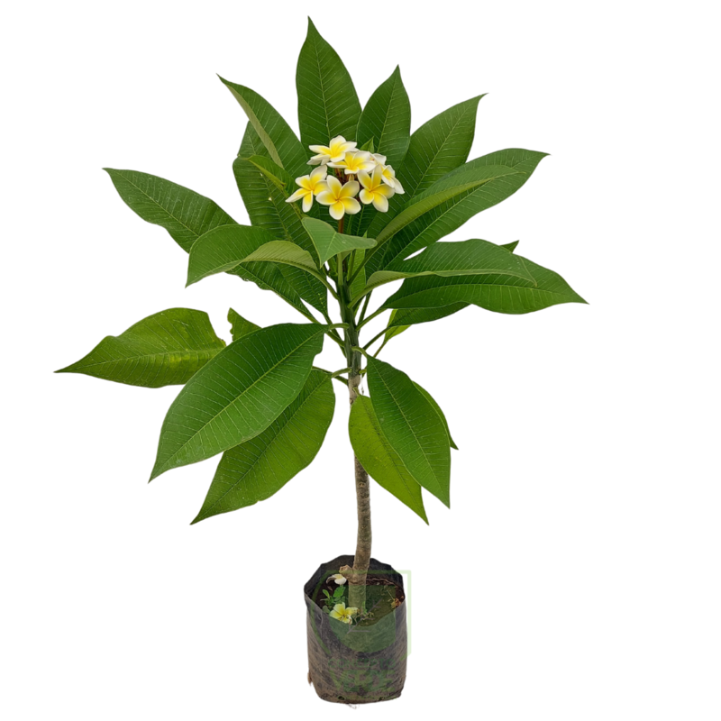 Flor De Mayo