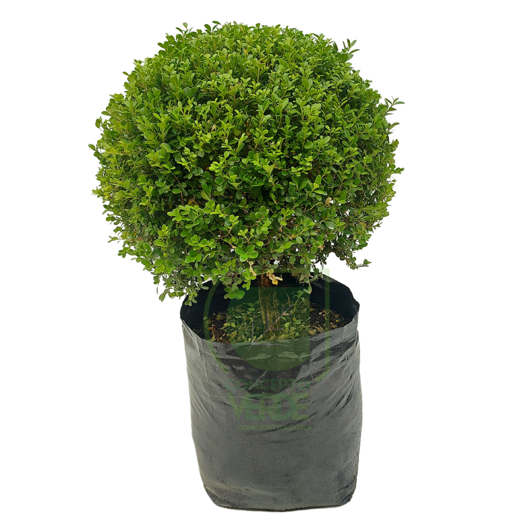 Arrayán, Buxus (esfera) #2