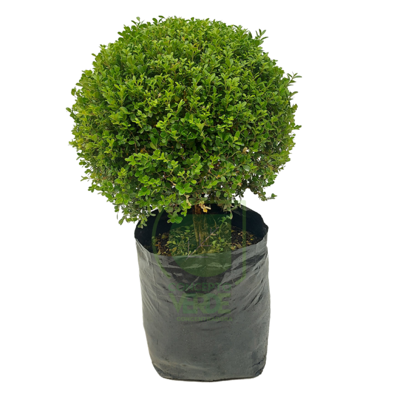 Arrayán, Buxus (esfera) #2