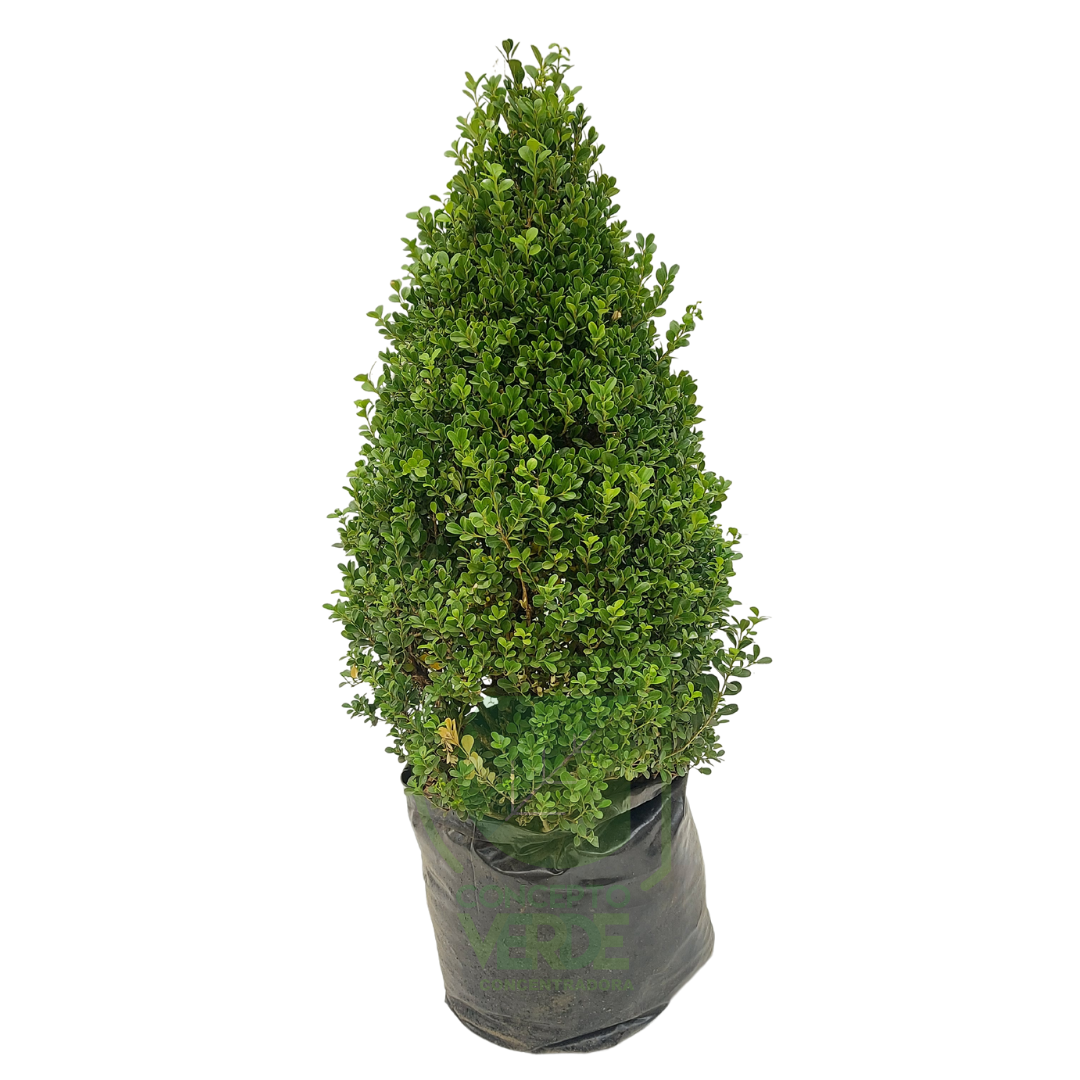 Arrayán, Buxus (en forma de pino) #1