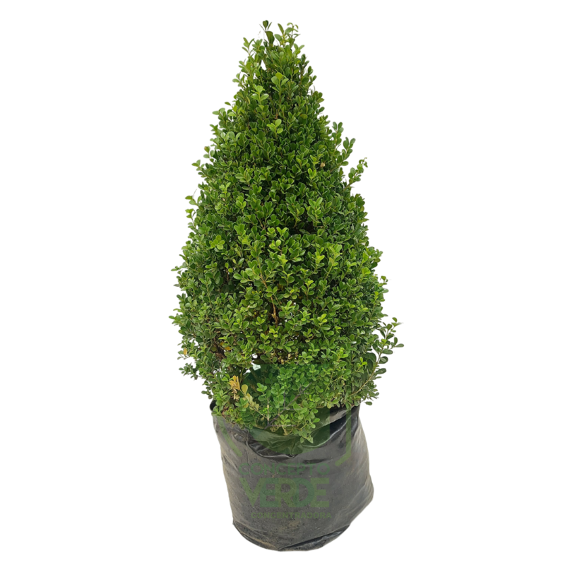 Arrayán, Buxus (en forma de pino) #1