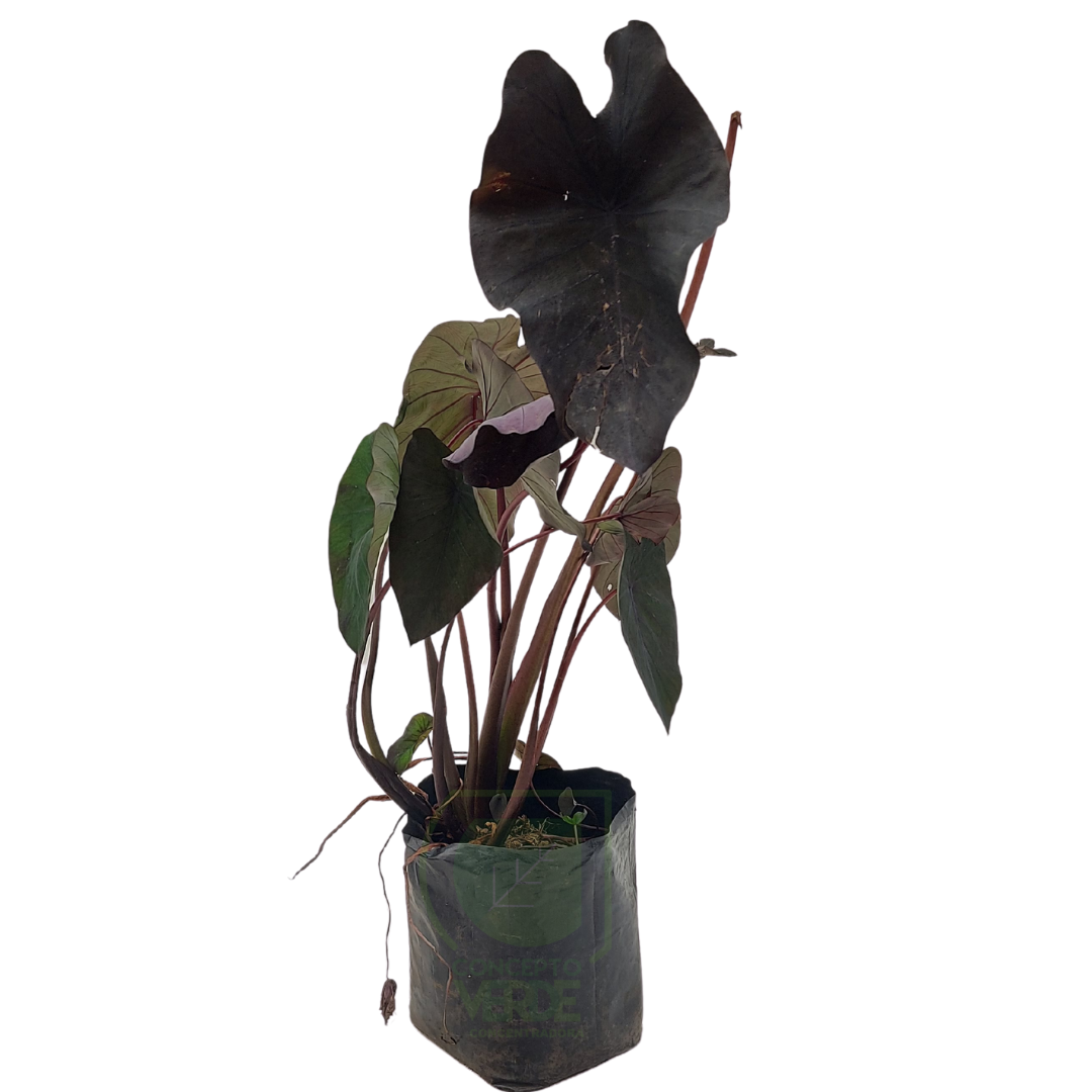 Colocasia Black Magic (Hoja Elegante Negra)