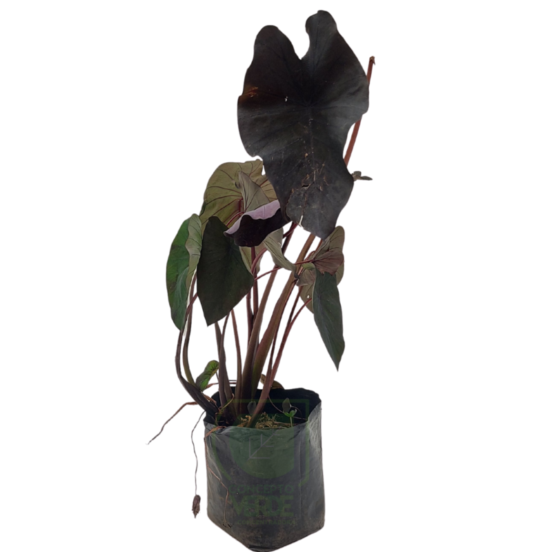 Colocasia Black Magic (Hoja Elegante Negra)