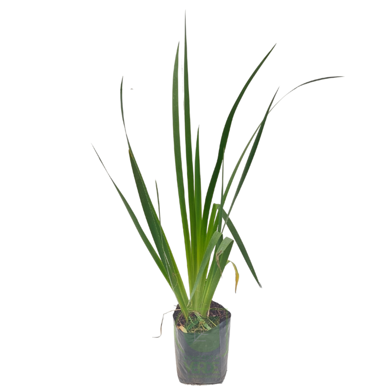 Lirio Louisiana