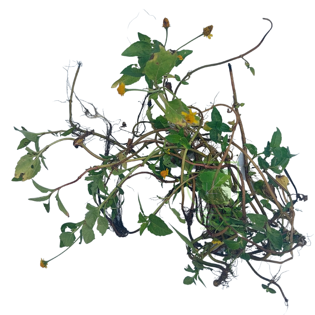Manzanilla Acuática (1m²)