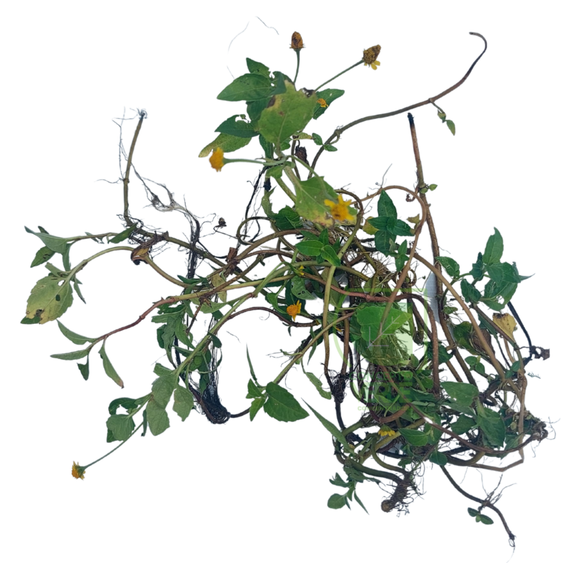 Manzanilla Acuática (1m²)