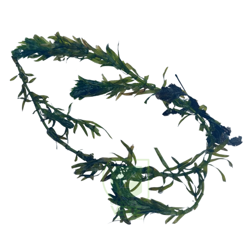 Lagarto Elodea (1m²)