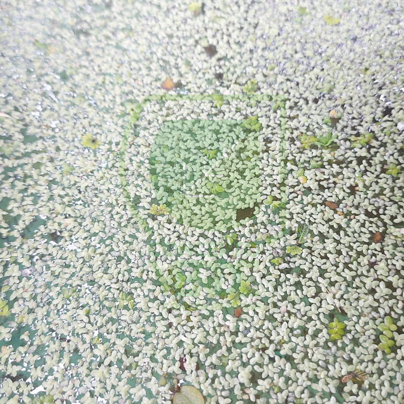 Lenteja De Agua (1m²)