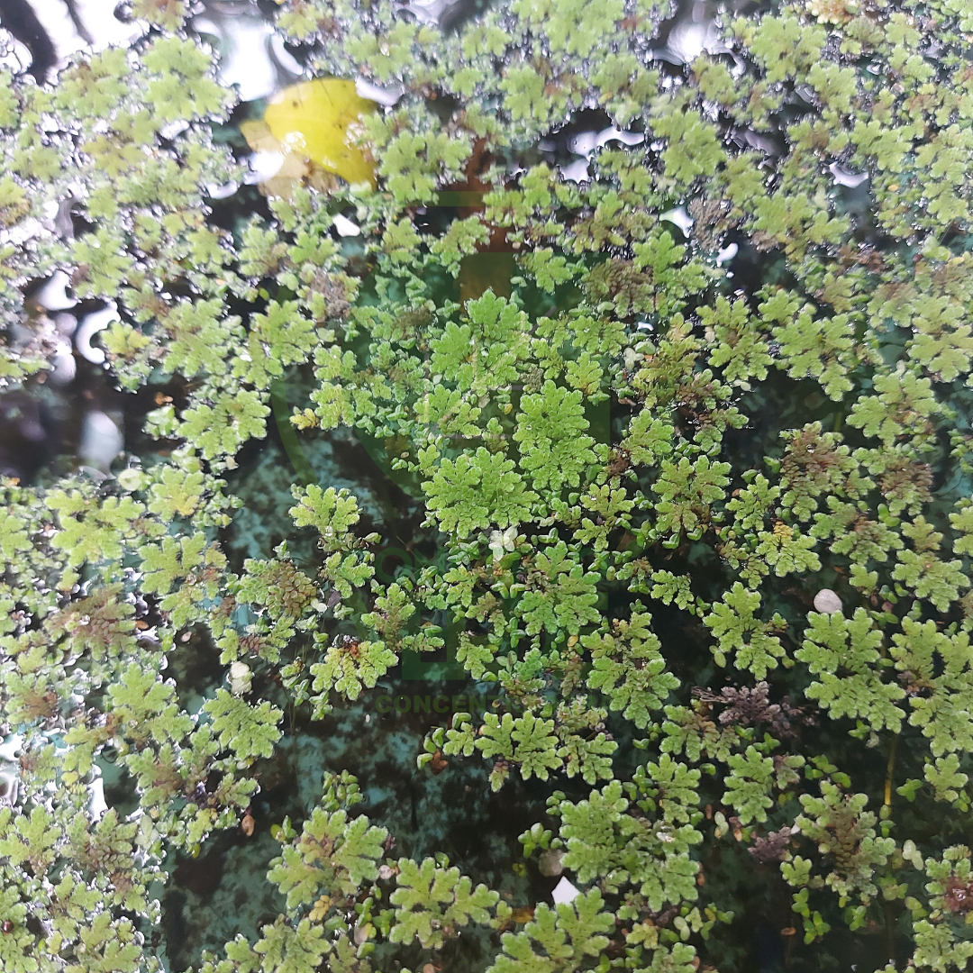 Helecho Acuático (1m²)