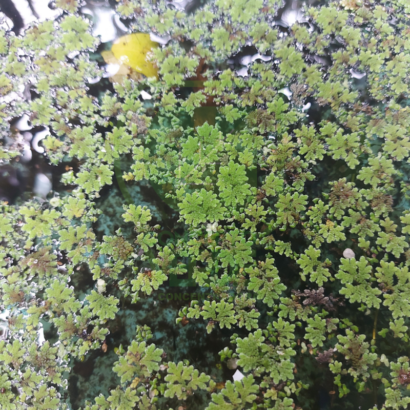 Helecho Acuático (1m²)