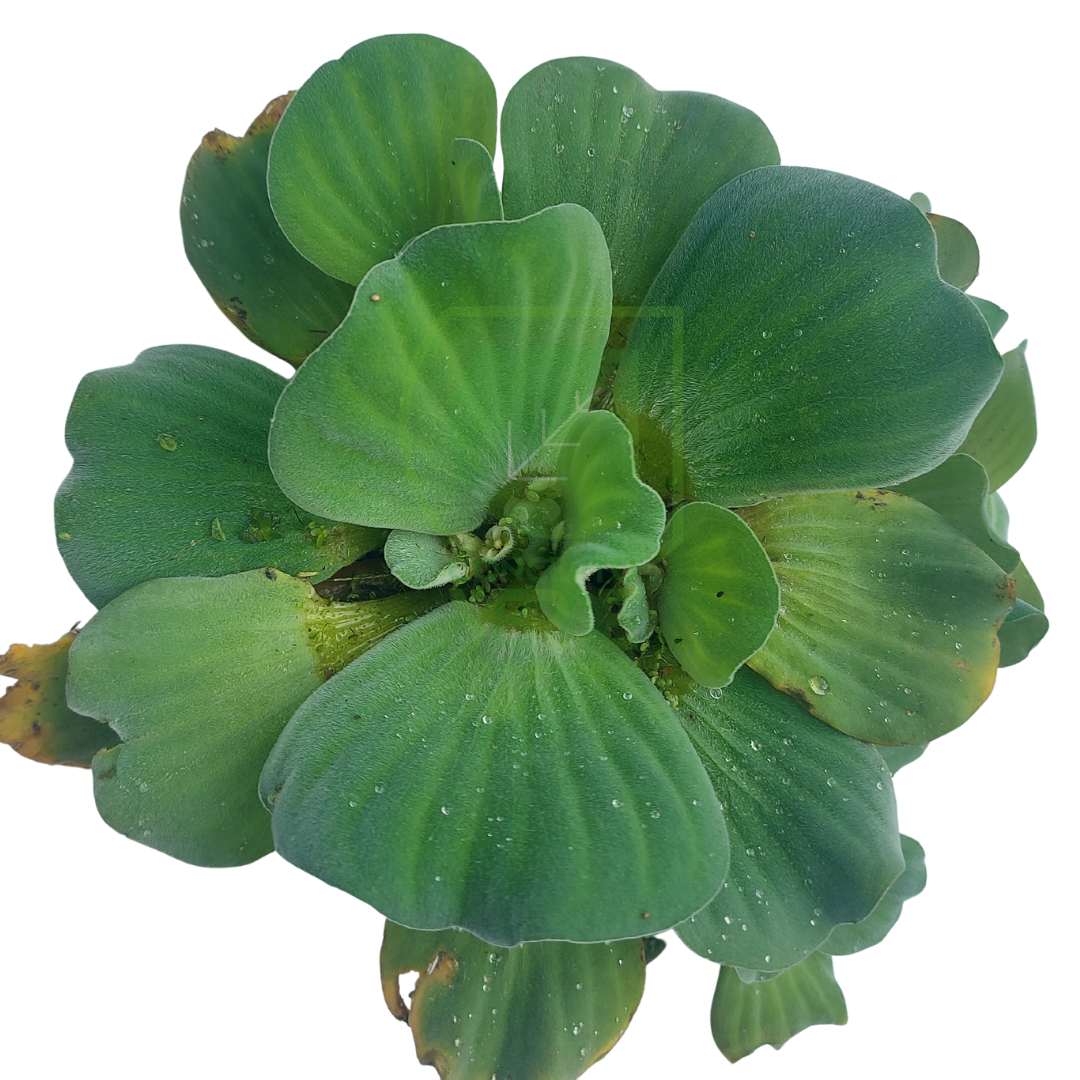 Lechuga De Agua (1m²)
