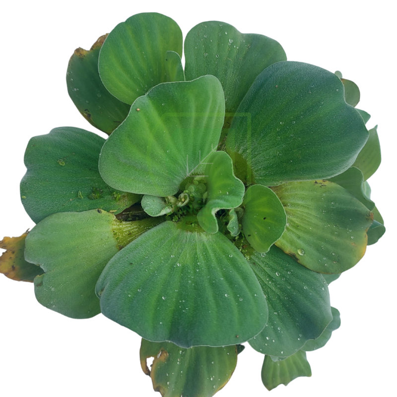 Lechuga De Agua (1m²)