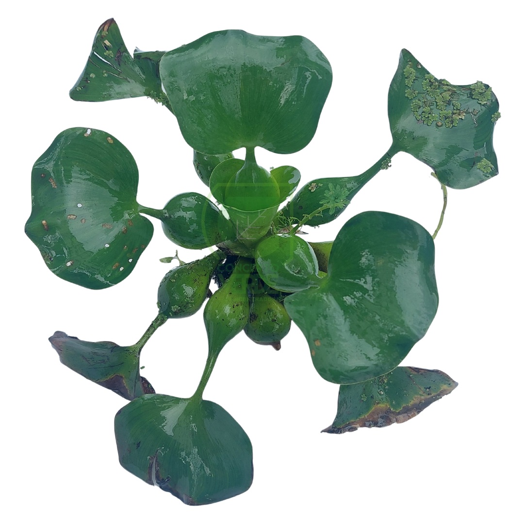 Lirio Acuático
