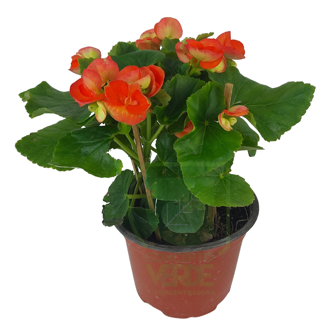 Begonia Holandesa (Yamali)