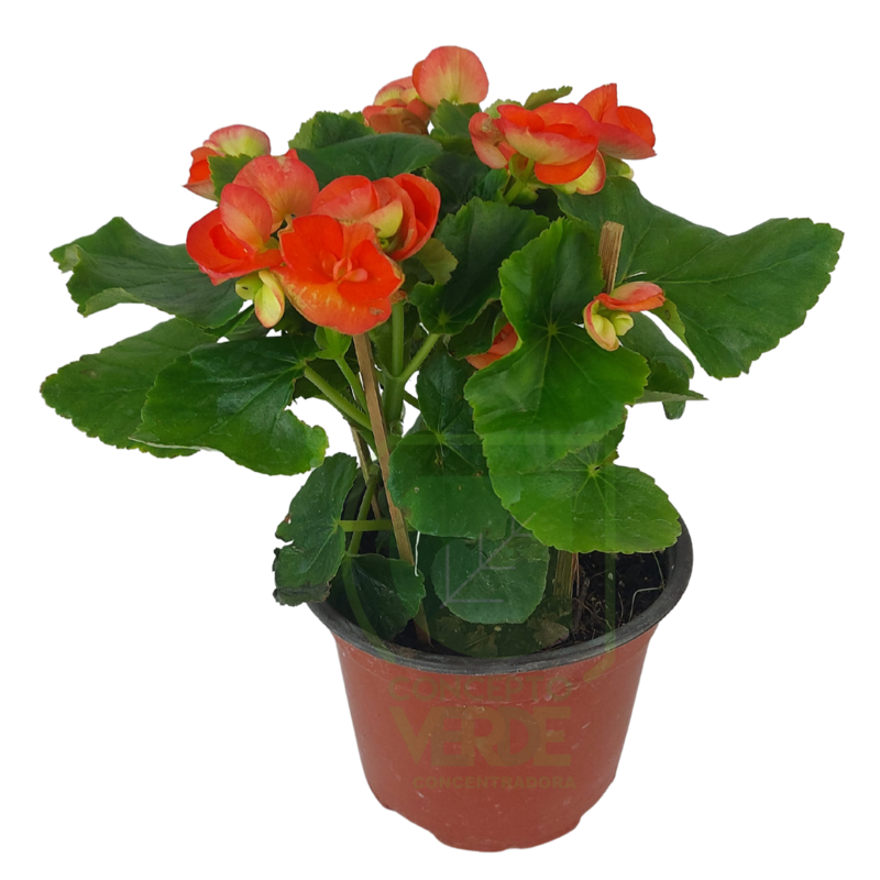 Begonia Holandesa (Yamali)