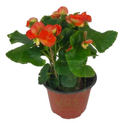 Begonia Holandesa (Yamali)