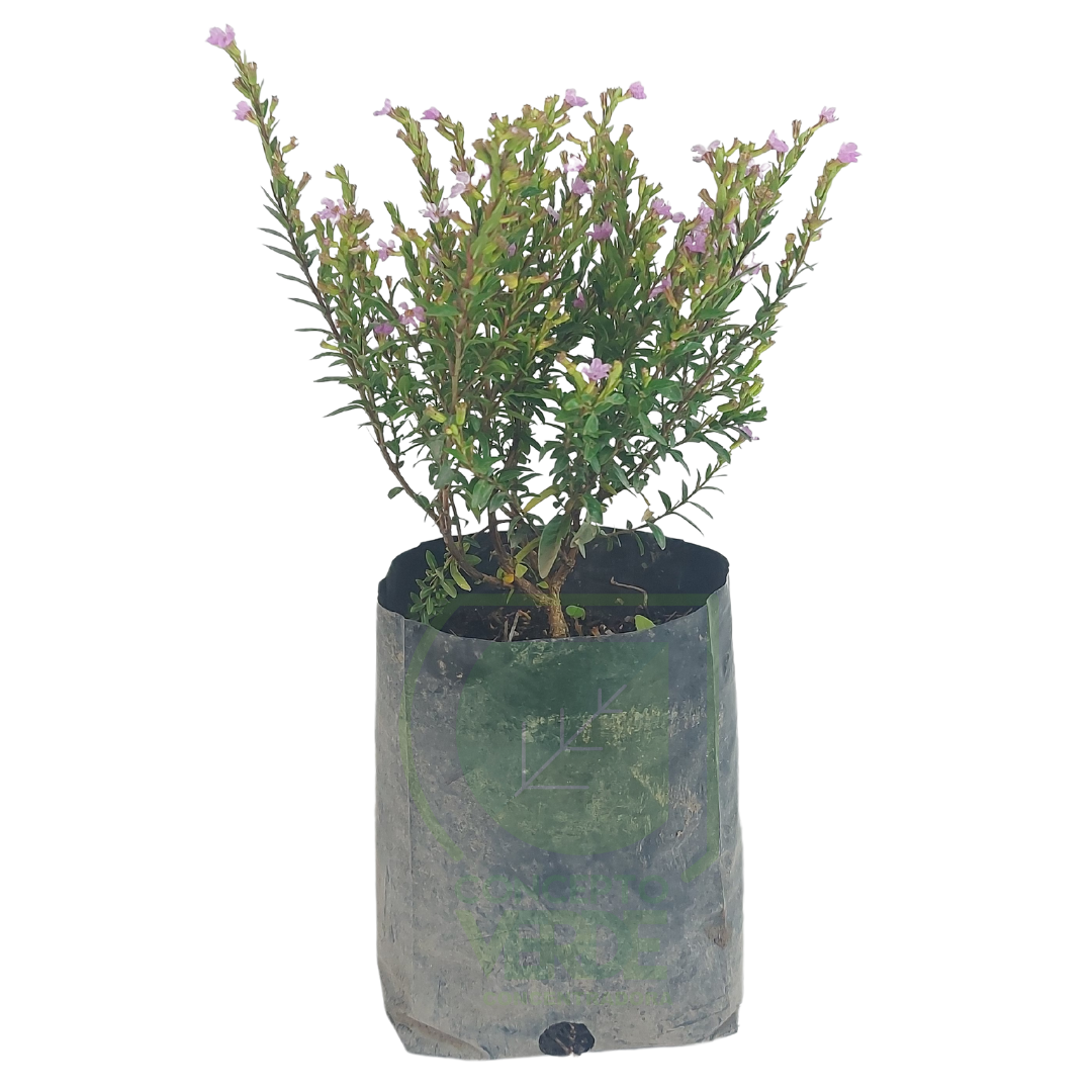 Trueno De Venus, Color: Lila