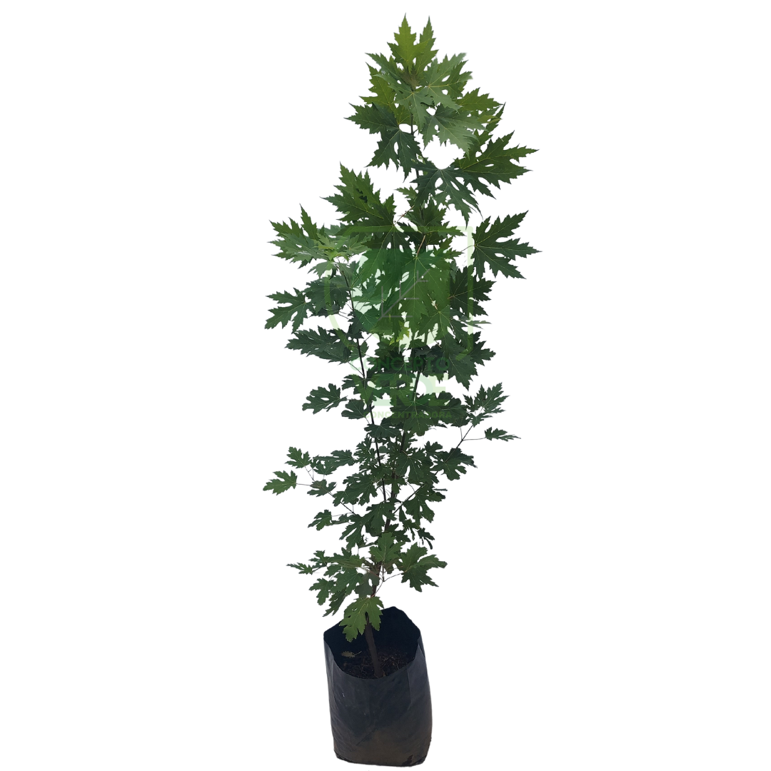 Maple Canadiense (2m)
