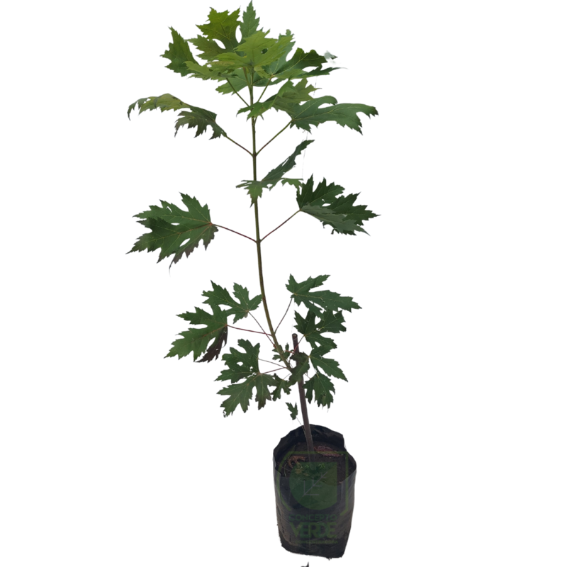 Maple Canadiense (90cm)