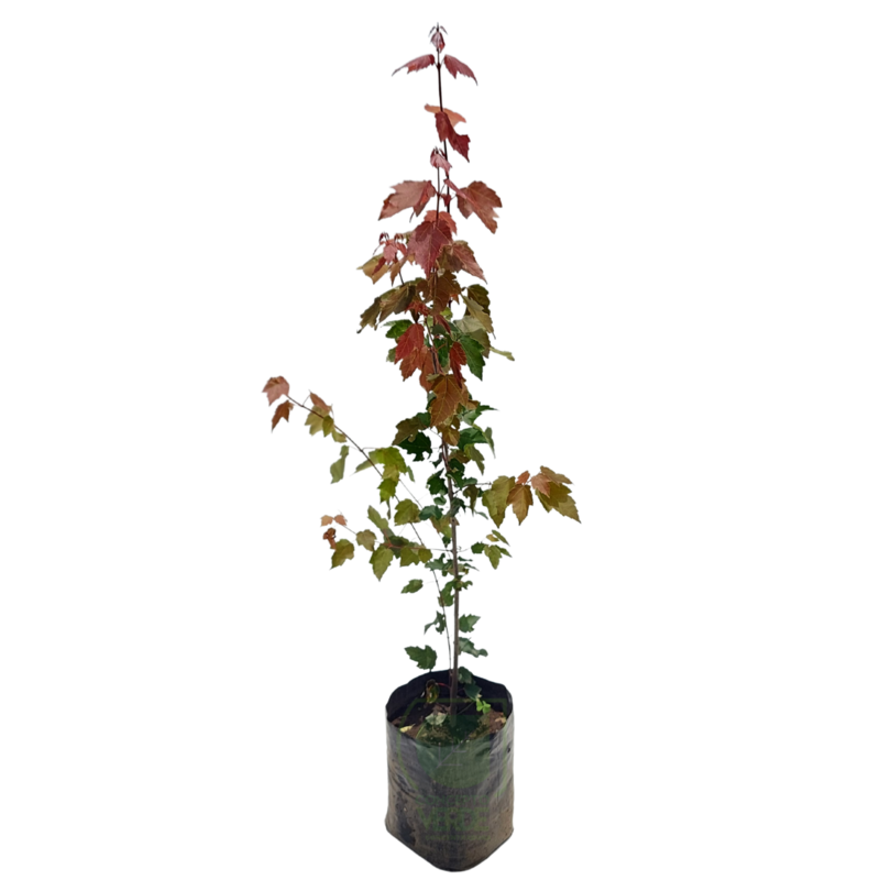 Maple Summer Red (1m)