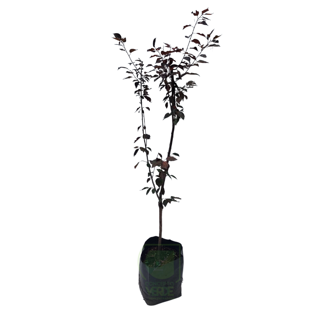 Ciruelo Prunus Pissardii