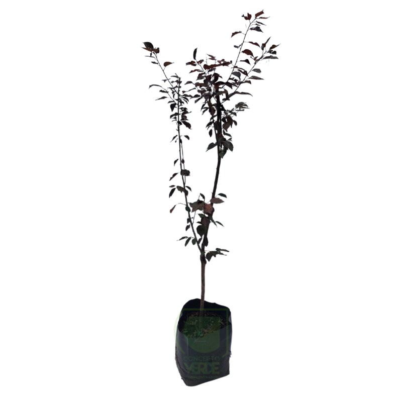 Ciruelo Prunus Pissardii