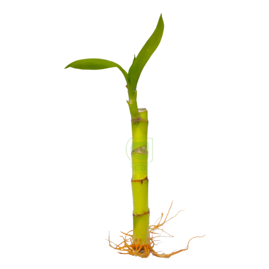 Bambú de Agua (Bambú de la Suerte 14cm)