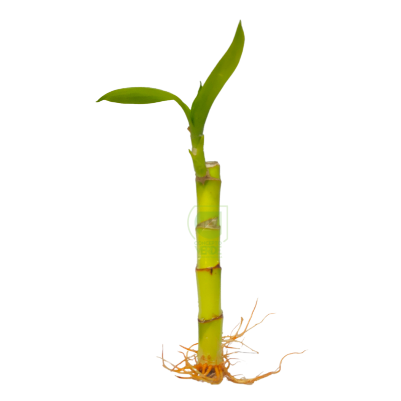 Bambú de Agua (Bambú de la Suerte 14cm)