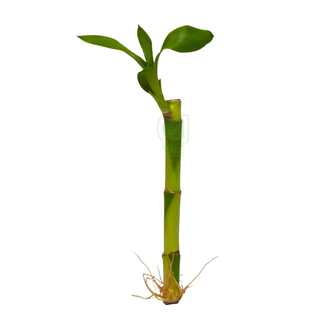 Bambú de Agua (Bambú de la Suerte 20cm)