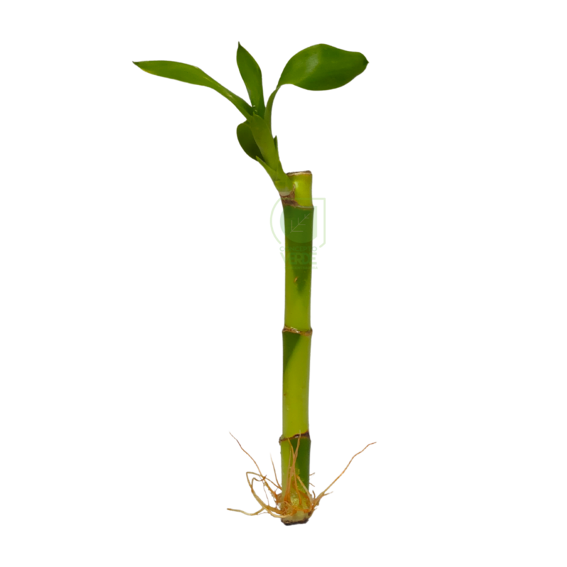Bambú de Agua (Bambú de la Suerte 20cm)
