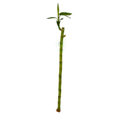 Bambú De Agua (Bambú De La Suerte 48cm)