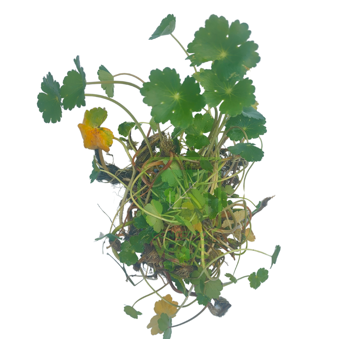 Hydrocotyle