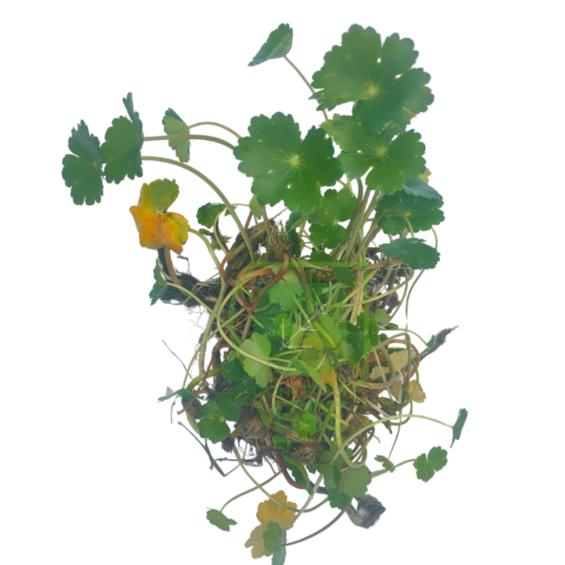 Hydrocotyle