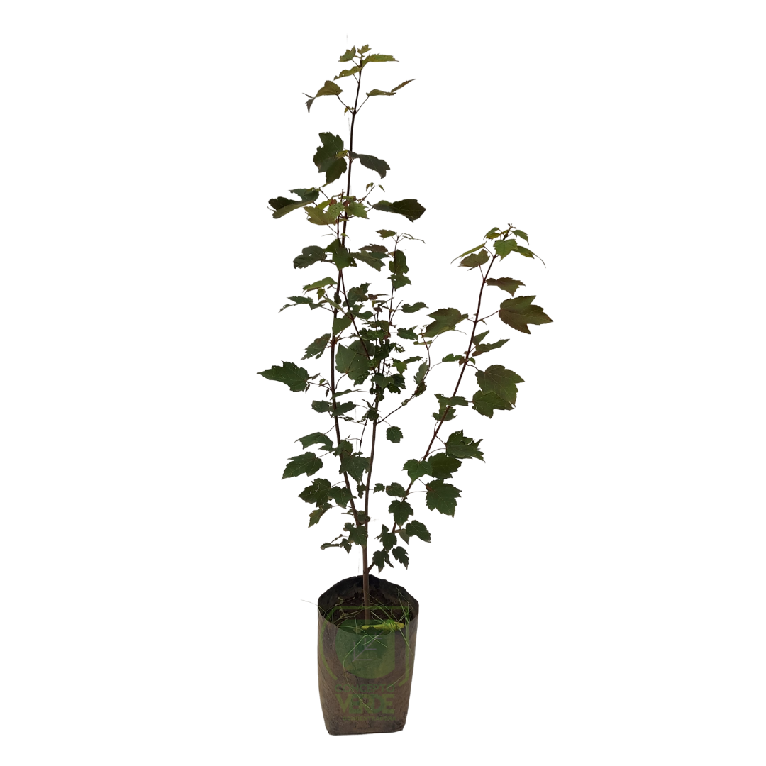 Maple Shasarium (Chico)