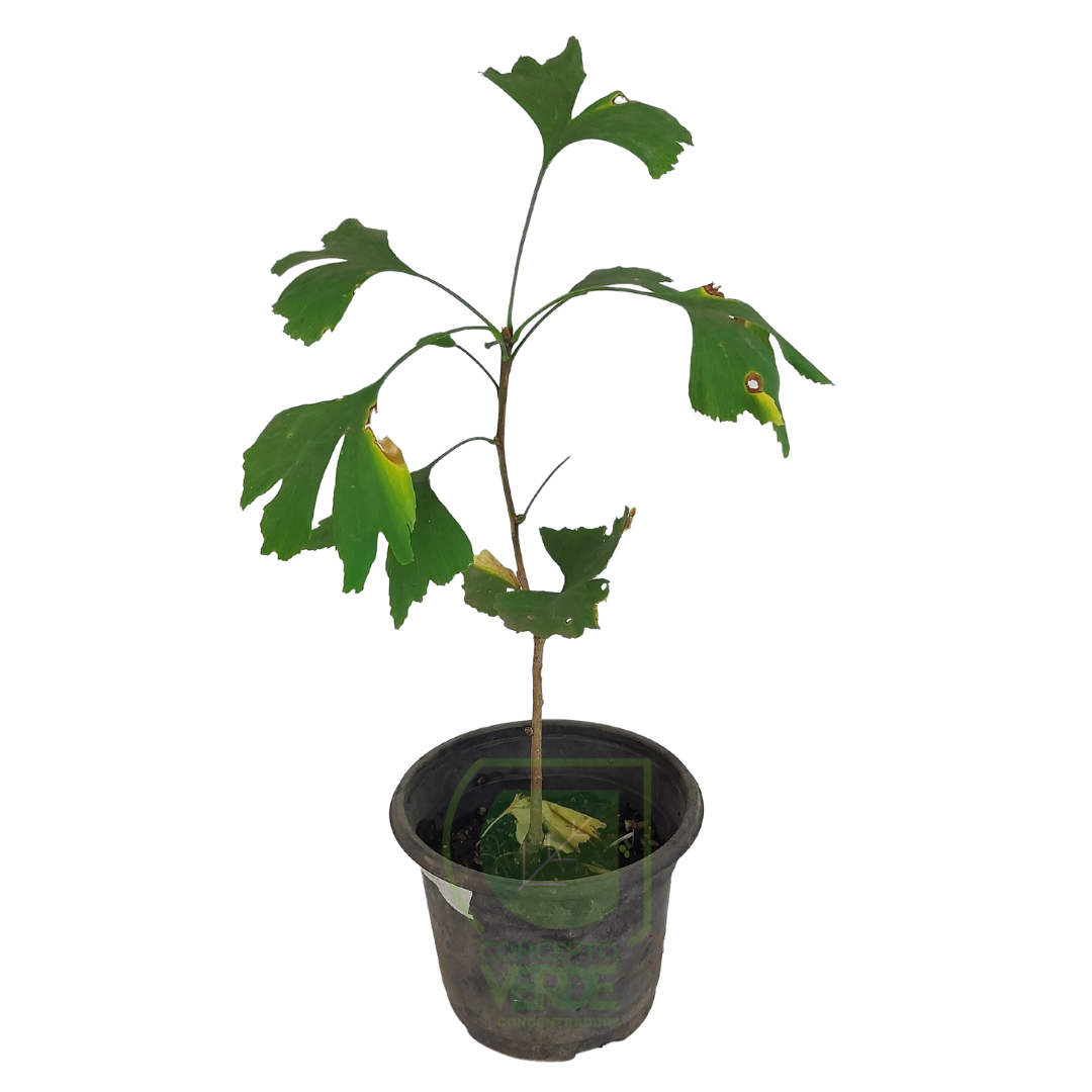Ginkgo Biloba #1