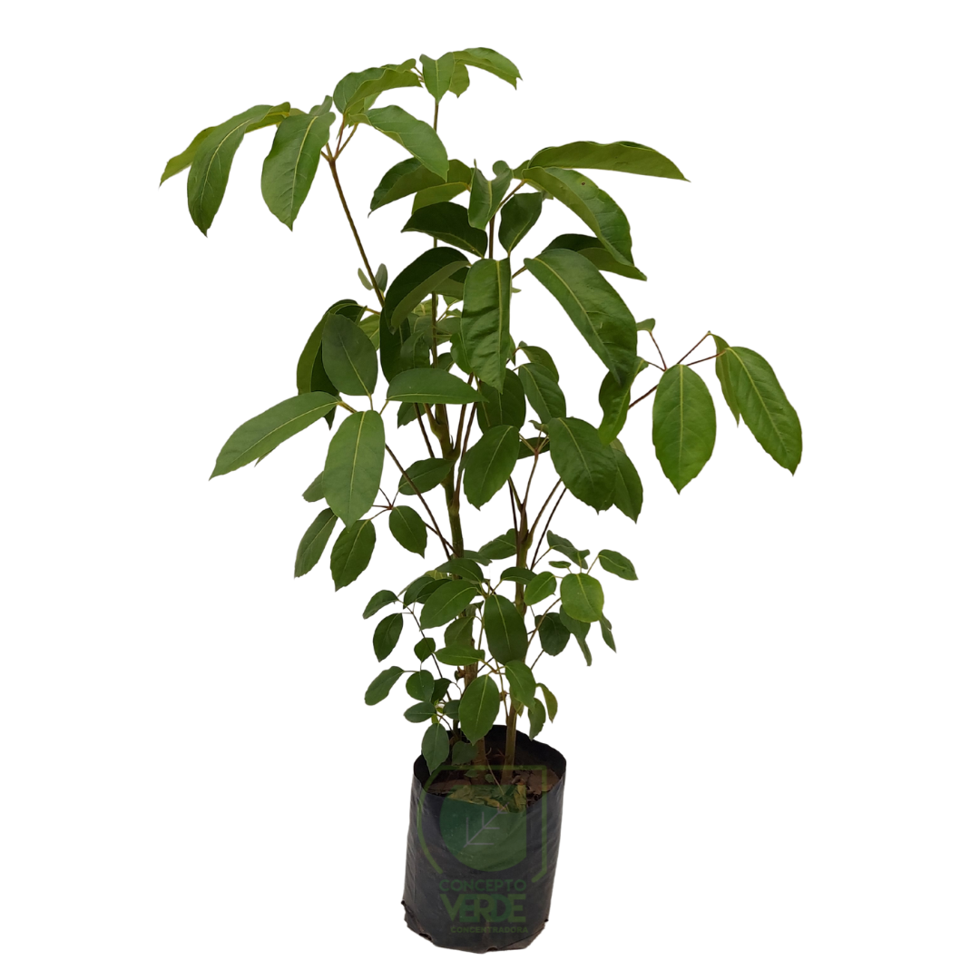 Aralia Scheflera #2