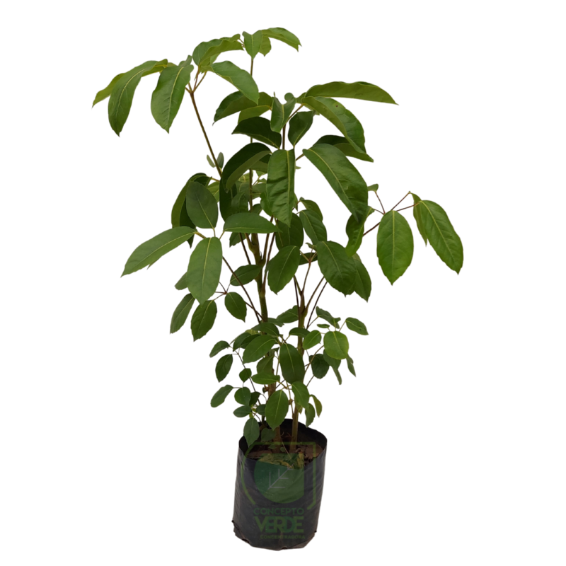 Aralia Scheflera #2