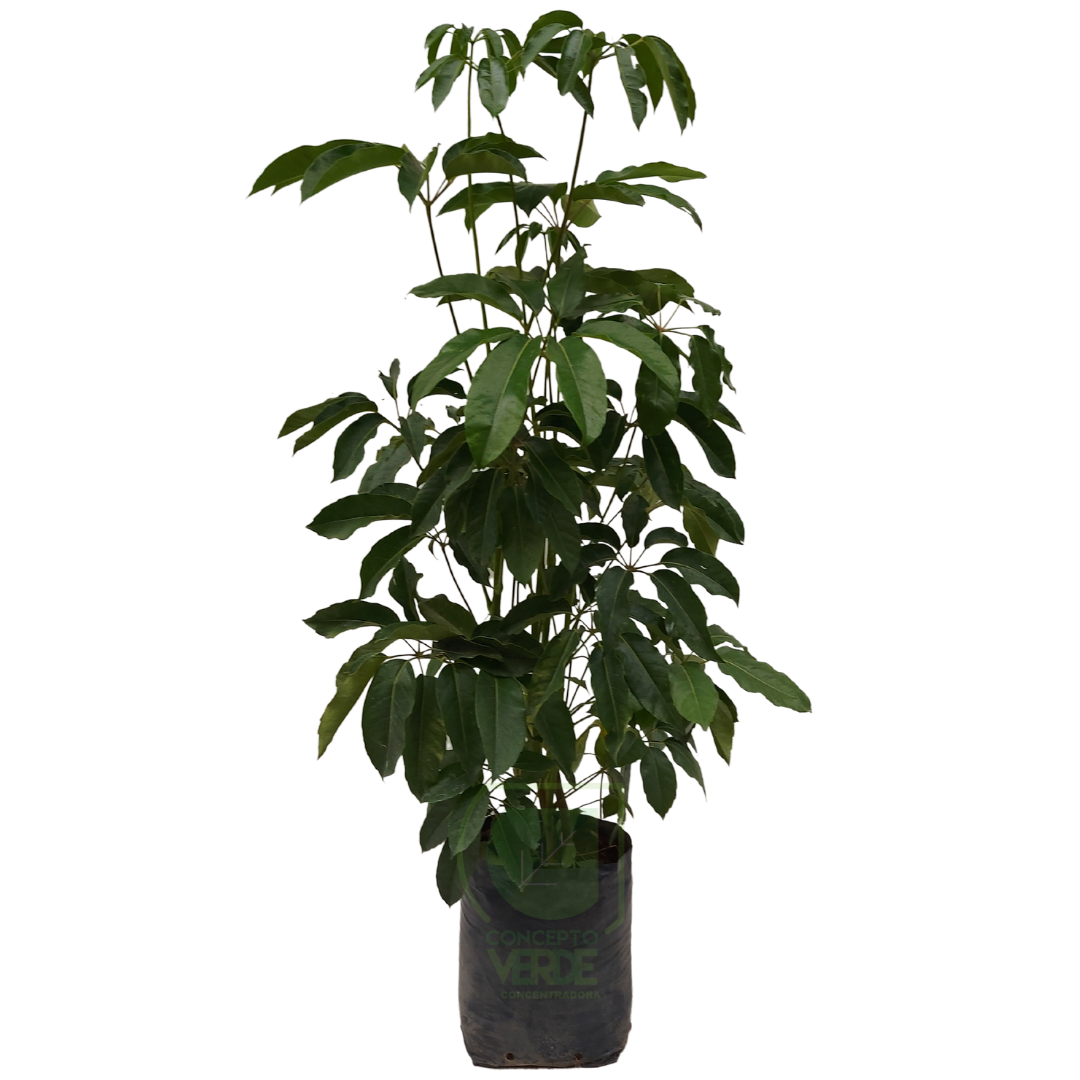Aralia Scheflera #3
