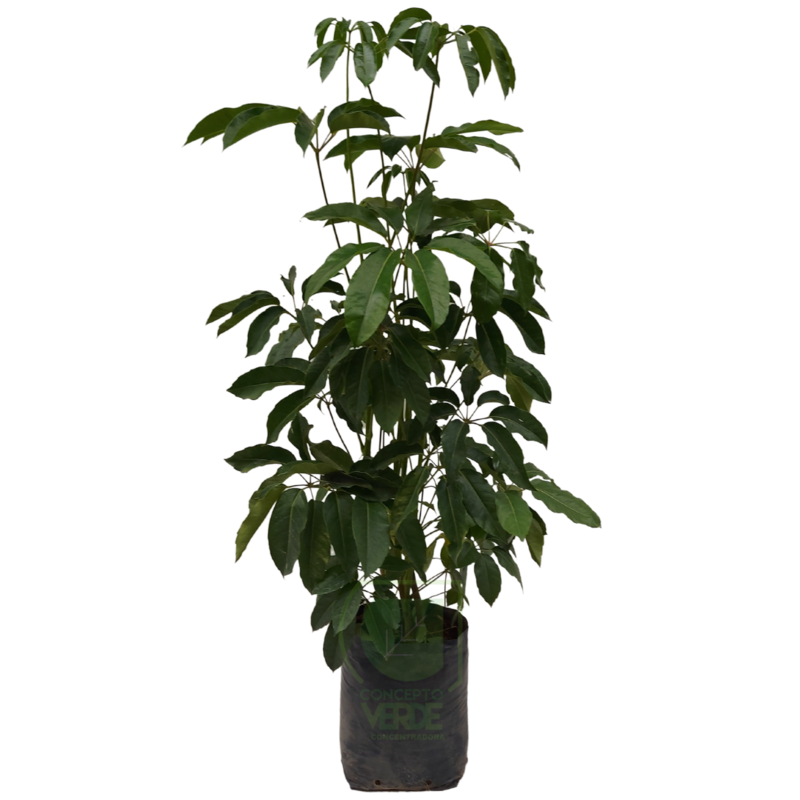 Aralia Scheflera #3