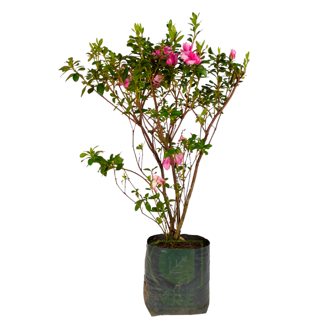 Azalea Arbusto (variedad doble)