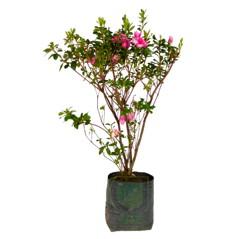 Azalea Arbusto (variedad doble)
