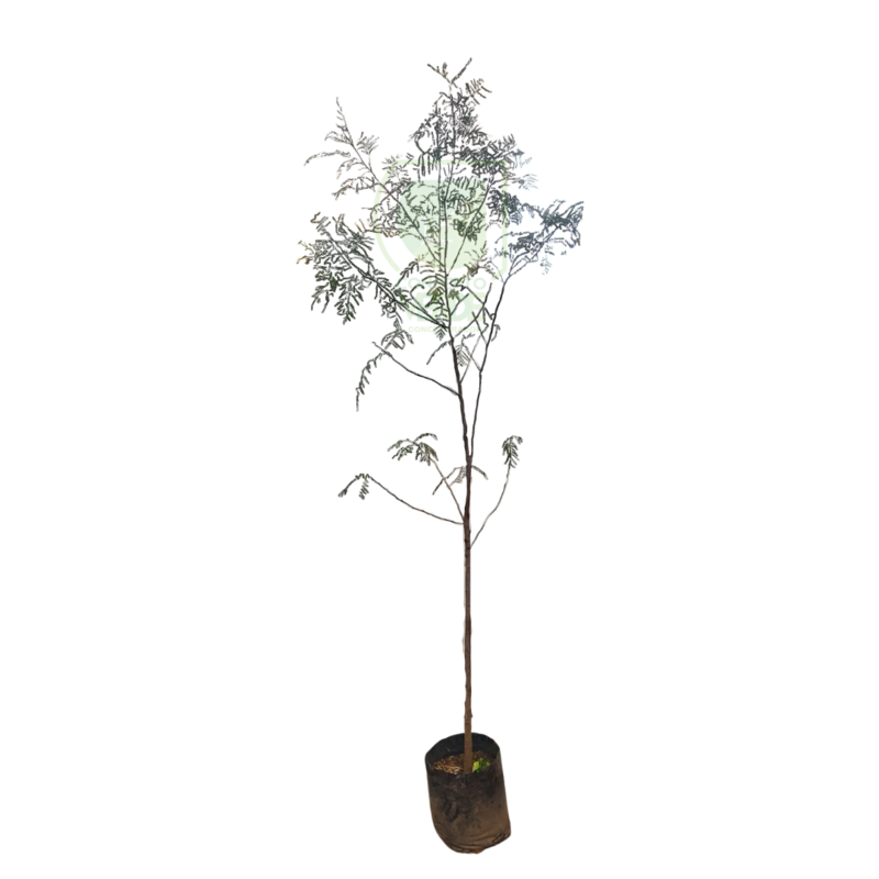 Árbol Grevillea